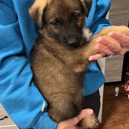German Shepherd Puppies from Surgenor shepherds!