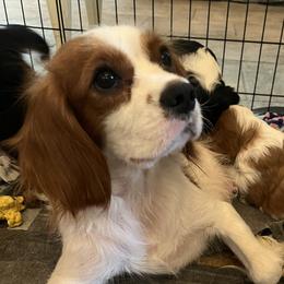 Honey - Cavalier King Charles Spaniel
