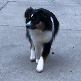 Maggs  - Miniature Australian Shepherd