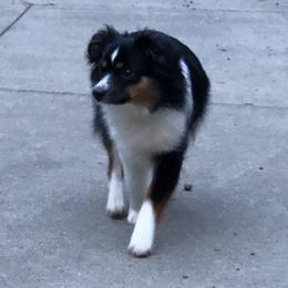 Maggs  - Miniature Australian Shepherd