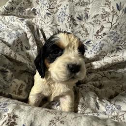 Ladybug - Black white and tan female English Springer Spaniel puppy in Coeur D'alene, Idaho from Springer Hollow
