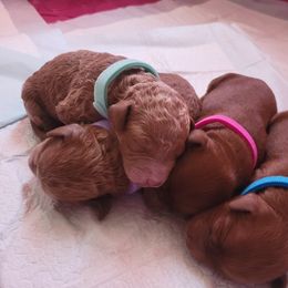 Goldendoodle Puppies from Oodles of Doodles