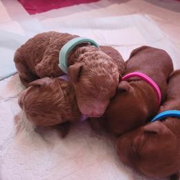 Goldendoodle Puppies from Oodles of Doodles