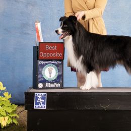 Alaskan Huskies, Border Collies, Chinooks, and Teddy Roosevelt Terriers from Fun On The Run Kennel