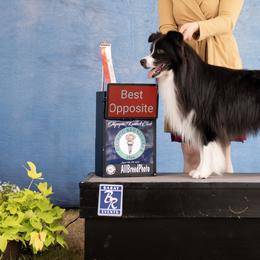 Alaskan Huskies, Border Collies, Chinooks, and Teddy Roosevelt Terriers from Fun On The Run Kennel