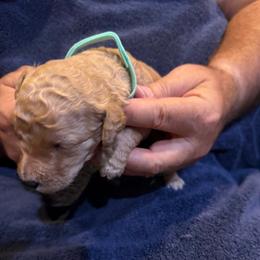 H25 Male Teal Collar - Red  male Goldendoodle puppy in Cape Coral, Florida from GoldenDoodles Cape Coral