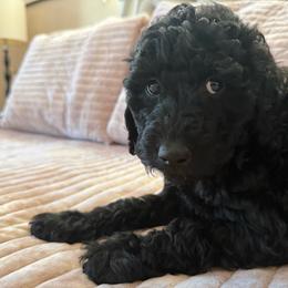 Denver - Black female Poodle puppy in Pueblo West, Colorado from Little Paws Poodles