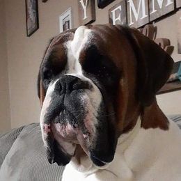 Drago - Boxer