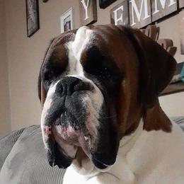 Drago - Boxer