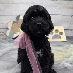 Sarah - Black and white female Springerdoodle puppy in Lisbon, Ohio from Willow Lane Doodles