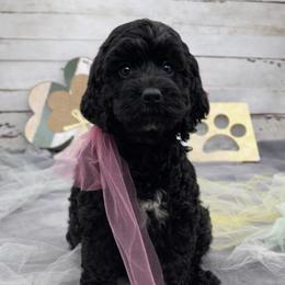Sarah - Black and white female Springerdoodle puppy in Lisbon, Ohio from Willow Lane Doodles