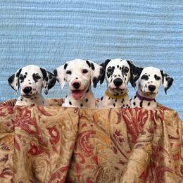 Britt or  Briton - Show dog - White and liver brown female Dalmatian puppy in Decatur, Alabama from Hollytree Dalmatians