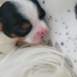 Biewer Terrier Puppies from Hearts n Paws