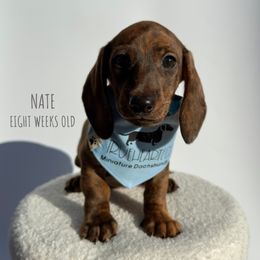 Nate - Brindle male Dachshund puppy in Royse City, Texas from Truehearted Miniature Dachshunds