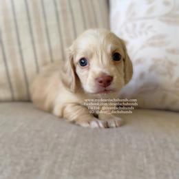 Viserys - Cream male Dachshund puppy in Cape Coral, Florida from Dear Dachshunds