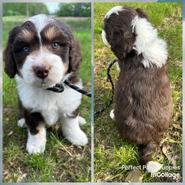 Boy 3 - Brown and white male Aussiedoodle puppy in Hillsboro, Illinois from Perfect Paws Puppies
