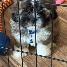 Julian  Akc boy 3  blue collar boy - Black and tan male Lhasa Apso puppy in Chico, California from Lhasa Apsos of northern Ca . Biewer terriers of northern California