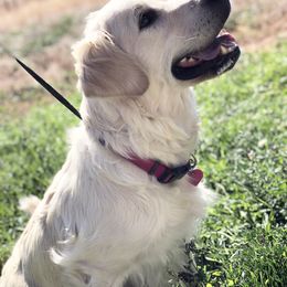 Golden Retriever Puppies from Brightside Goldens