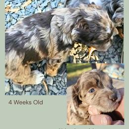 Chocolate Merle Abstract Girl - Merle female Cockapoo puppy in Stayton, Oregon from MoSa Ranch Cockapoos