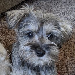 Ruby - Miniature Schnauzer