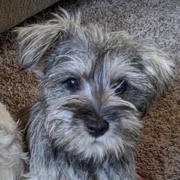Ruby - Miniature Schnauzer