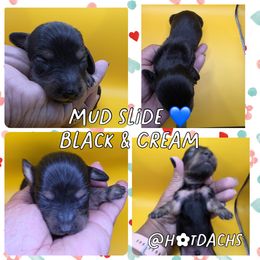 Mud slide - Black and Cream - 1850 - Black and cream male Dachshund puppy in Pueblo, Colorado from HotDachs