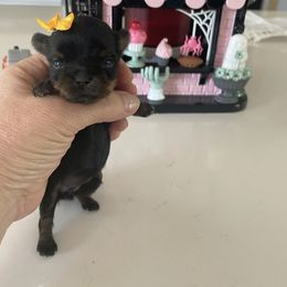 Tiny - Blue and gold female Yorkshire Terrier puppy in Belpre, Ohio from Blackwoods Yorkies