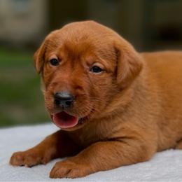 Yellow collar - Yellow female Labrador Retriever puppy in Huntington, Texas from Soggy Bottom Retrievers