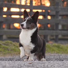 Charm - Cardigan Welsh Corgi
