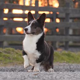Charm - Cardigan Welsh Corgi