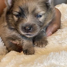 Pomeranian Puppies from Annie’s Animated AKC Pomeranians