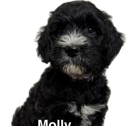 Molly (Pitcher) - Black female Goldendoodle puppy in Newark, Ohio from Valleydayle Doodles and Wheatens