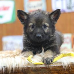 Yellow collar - Sable male German Shepherd puppy in Philippi, West Virginia from Vom Haus Highlands