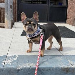 Dove - Tricolors female French Bulldog puppy in Millstone Township, New Jersey from Couture_frenchies_and_pomeranian