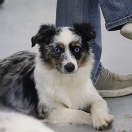 Australian Shepherds, Miniature Australian Shepherds, Pembroke Welsh Corgis, and Toy Australian Shepherds from Tin Roof Aussies