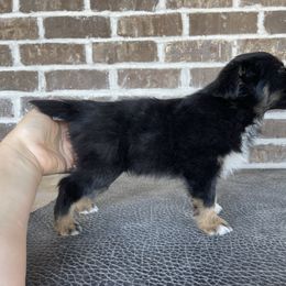 Australian Shepherd, Miniature American Shepherd, Miniature Australian Shepherd, and Toy Australian Shepherd Puppies from Painted Blue Aussies