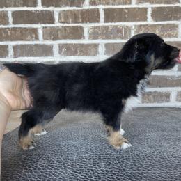Australian Shepherd, Miniature American Shepherd, Miniature Australian Shepherd, and Toy Australian Shepherd Puppies from Painted Blue Aussies