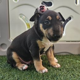 Gonzo - Black brindle and white male Miniature Bull Terrier puppy in Hollywood, Florida from Mini Bull Lane