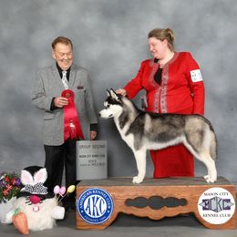 Shade - Siberian Husky