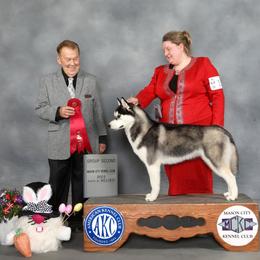Shade - Siberian Husky