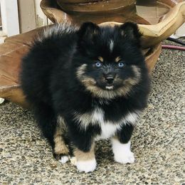 Pomsky Puppies from Rainier Mountain Pomsky’s LLC