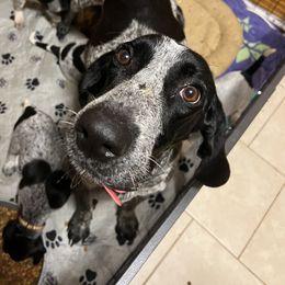 Keturah - Bluetick Coonhound