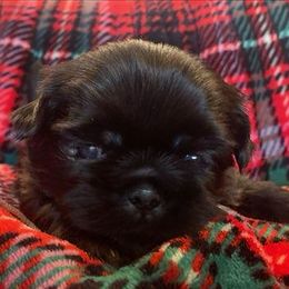CHARLIE - Black male Shih Tzu puppy in Kill Devil Hills, North Carolina from AKC Shih Tzu Champion Line Puppies