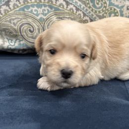 Arthur - Red Havanese puppy in Manteca, California from Once Upon A Havanese