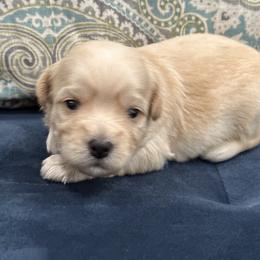 Arthur - Red Havanese puppy in Manteca, California from Once Upon A Havanese