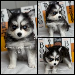 The Cat - Black and white male Pomsky puppy in Rossville, Georgia from Scenic City Pomskies