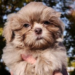 Remington - Lilac male Shih Tzu puppy in Jacksonville, Florida from Shih Tzus of Jacksonville