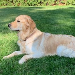 Golden Retrievers from Coffee Creek Golden Retrievers