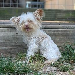 Tristan - Yorkshire Terrier