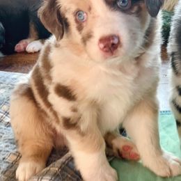 Miniature Australian Shepherd Puppies from Kizmit Farmz